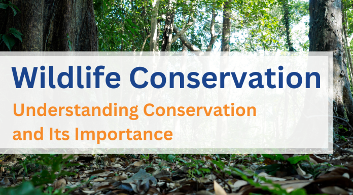 Wildlife Conservation: Understanding Conservation and Its Importance Wildlife Conservation: Understanding Conservation and Its Importance