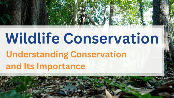 Wildlife Conservation: Theme, Importance, And Other Details